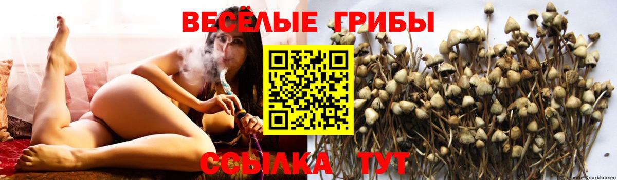 Псилоцибиновые грибы мицелий  цена   Вход с VPN  Белгород  Галлюциногенные грибы Cubensis 